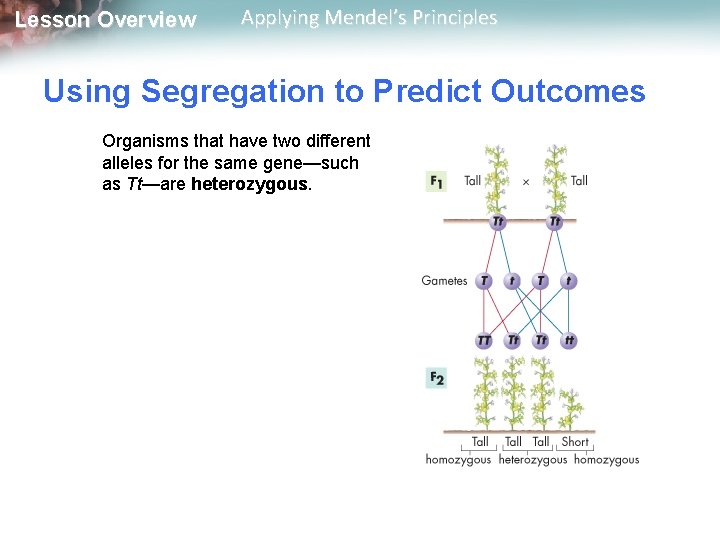 Lesson Overview Applying Mendel’s Principles Using Segregation to Predict Outcomes Organisms that have two