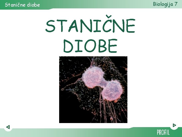 Biologija 7 Stanične diobe STANIČNE DIOBE 