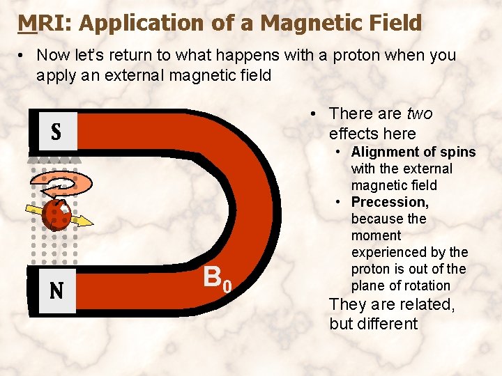MRI: Application of a Magnetic Field • Now let’s return to what happens with