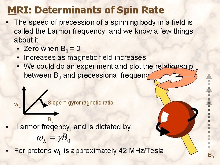 MRI: Determinants of Spin Rate • The speed of precession of a spinning body