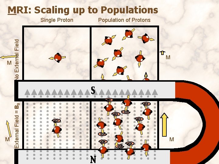 MRI: Scaling up to Populations M External Field = B 0 M No External