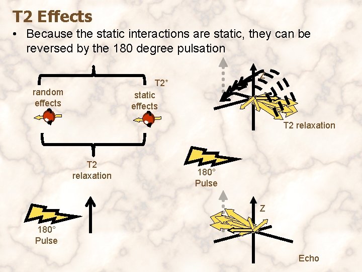 T 2 Effects • Because the static interactions are static, they can be reversed
