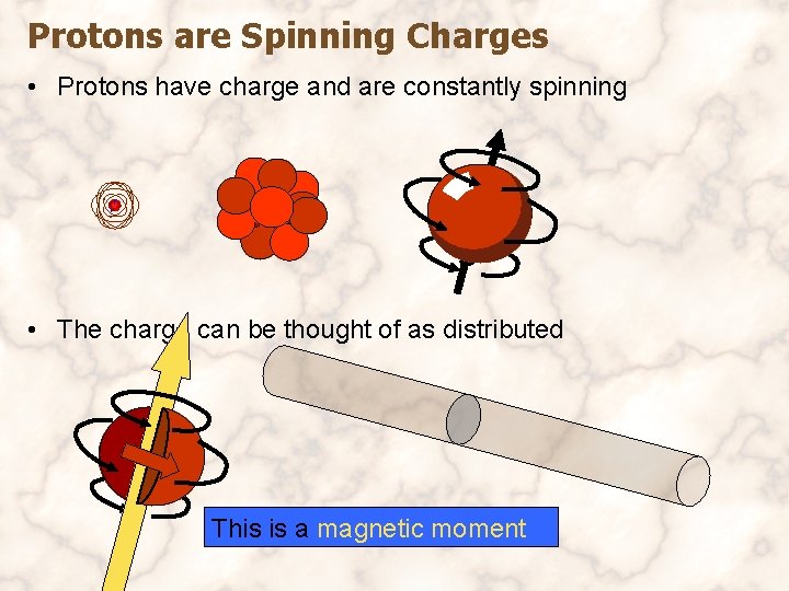 Protons are Spinning Charges • Protons have charge and are constantly spinning • The