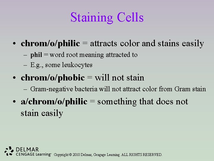 Staining Cells • chrom/o/philic = attracts color and stains easily – phil = word