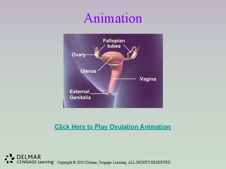 Animation Click Here to Play Ovulation Animation Copyright © 2010 Delmar, Cengage Learning. ALL