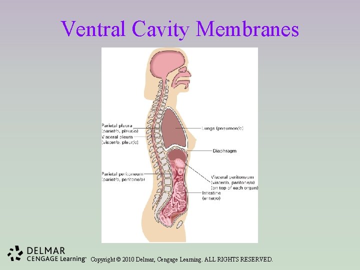 Ventral Cavity Membranes Copyright © 2010 Delmar, Cengage Learning. ALL RIGHTS RESERVED. 