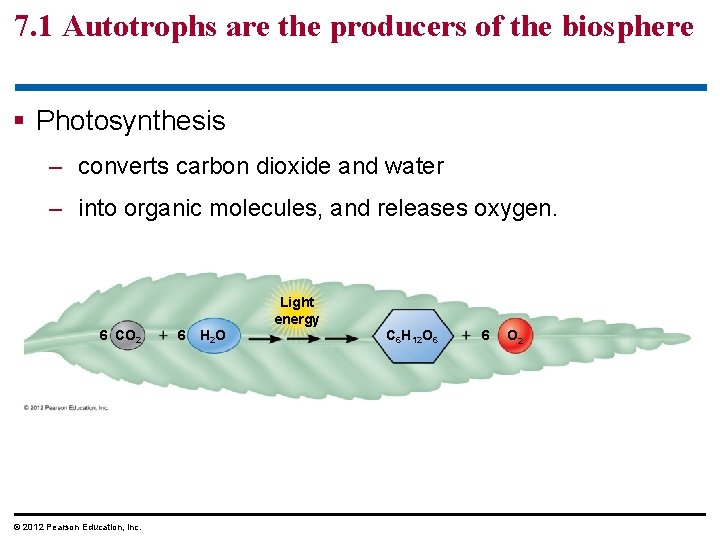 7. 1 Autotrophs are the producers of the biosphere § Photosynthesis – converts carbon