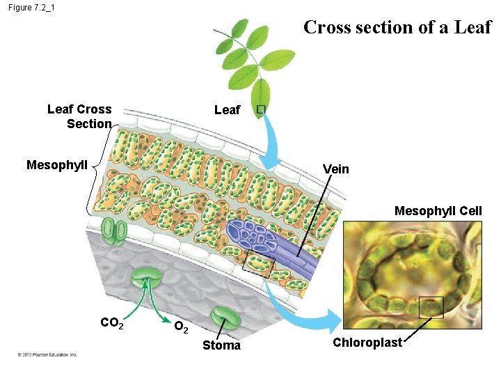 Figure 7. 2_1 Cross section of a Leaf Cross Section Leaf Mesophyll Vein Mesophyll