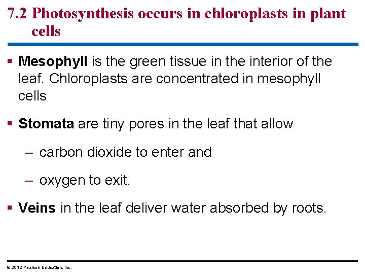 7. 2 Photosynthesis occurs in chloroplasts in plant cells § Mesophyll is the green