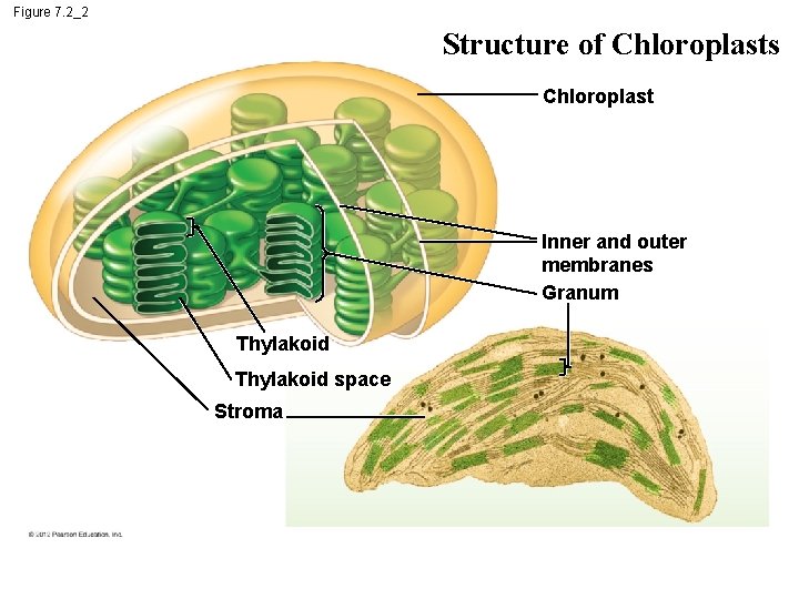 Figure 7. 2_2 Structure of Chloroplasts Chloroplast Inner and outer membranes Granum Thylakoid space