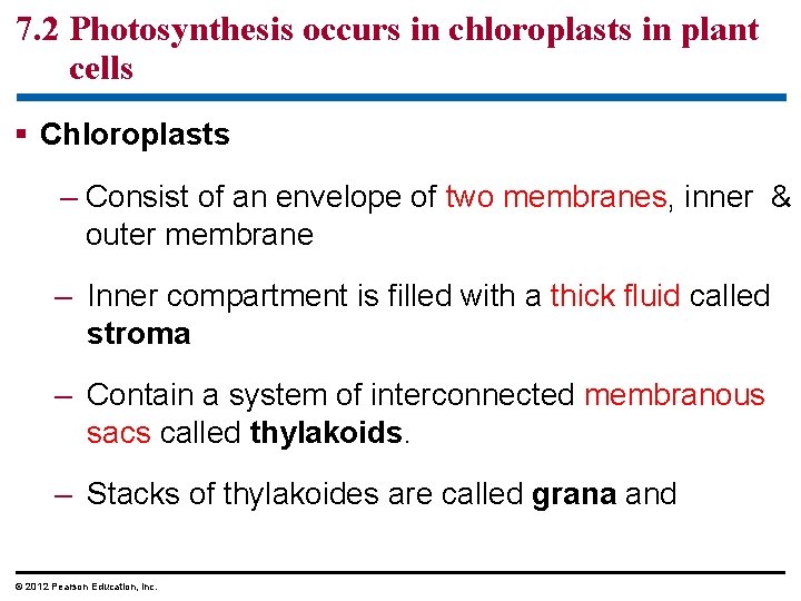 7. 2 Photosynthesis occurs in chloroplasts in plant cells § Chloroplasts – Consist of