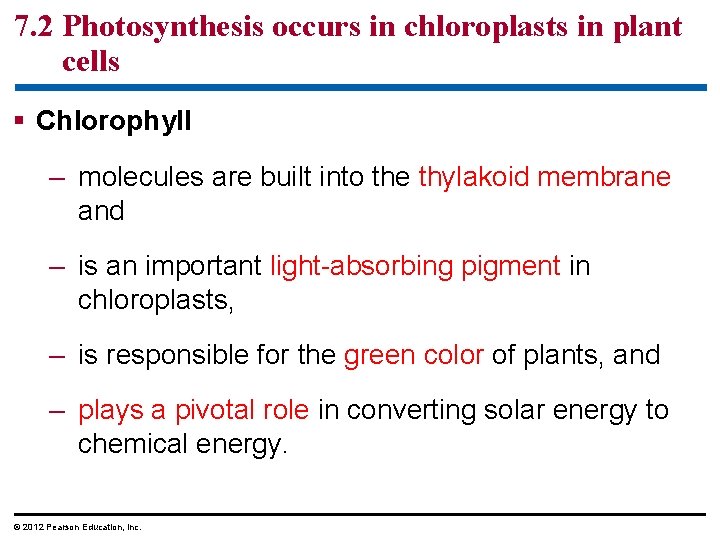 7. 2 Photosynthesis occurs in chloroplasts in plant cells § Chlorophyll – molecules are