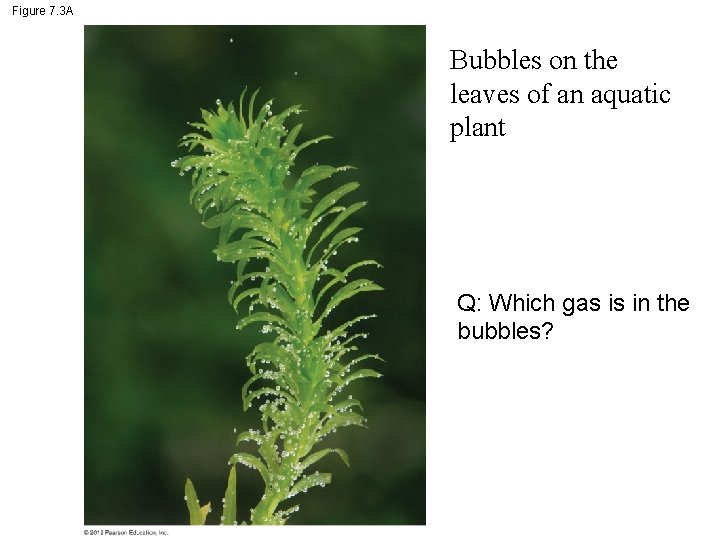 Figure 7. 3 A Bubbles on the leaves of an aquatic plant Q: Which