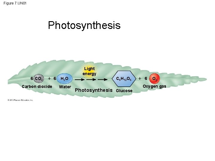 Figure 7. UN 01 Photosynthesis Light energy 6 CO 2 Carbon dioxide 6 H