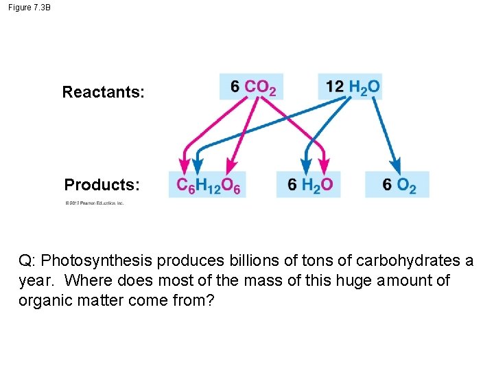 Figure 7. 3 B Reactants: Products: Q: Photosynthesis produces billions of tons of carbohydrates