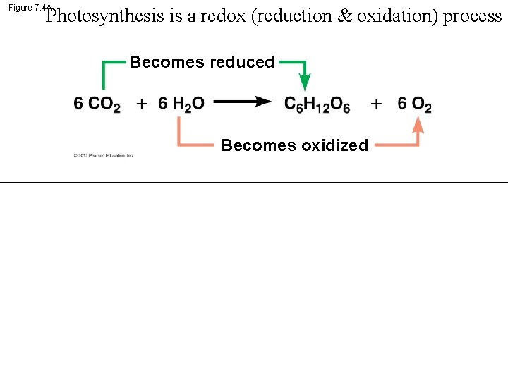 Figure 7. 4 A Photosynthesis is a redox (reduction & oxidation) process Becomes reduced