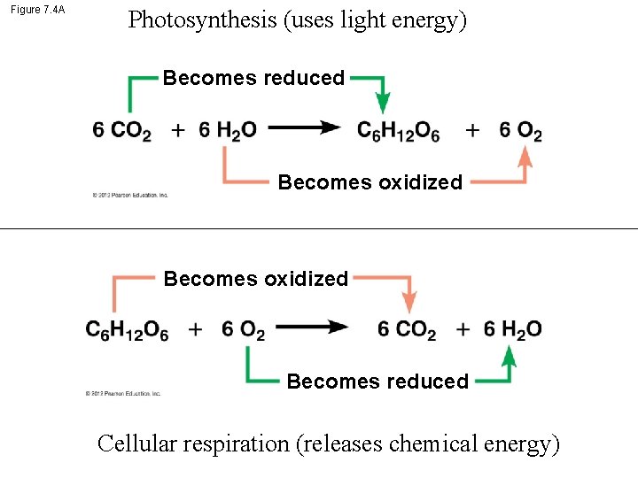 Figure 7. 4 A Photosynthesis (uses light energy) Becomes reduced Becomes oxidized Becomes reduced