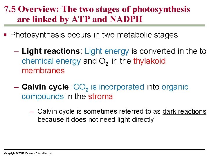 7. 5 Overview: The two stages of photosynthesis are linked by ATP and NADPH