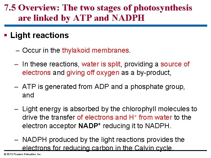 7. 5 Overview: The two stages of photosynthesis are linked by ATP and NADPH