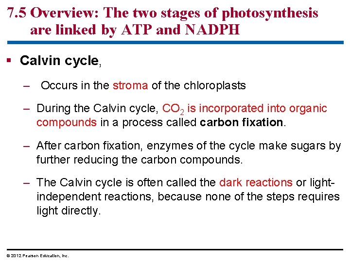 7. 5 Overview: The two stages of photosynthesis are linked by ATP and NADPH