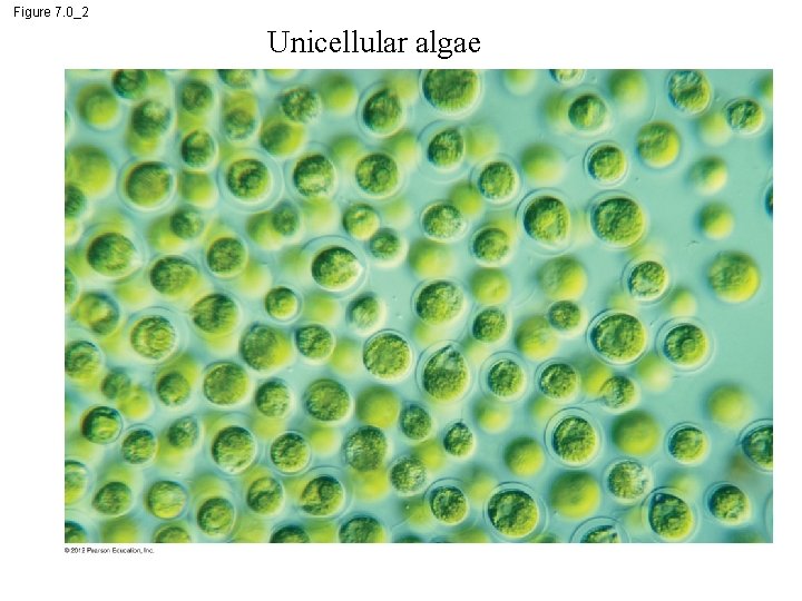 Figure 7. 0_2 Unicellular algae 
