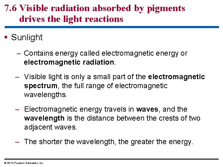 7. 6 Visible radiation absorbed by pigments drives the light reactions § Sunlight –