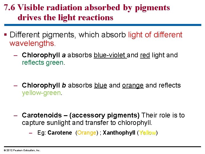 7. 6 Visible radiation absorbed by pigments drives the light reactions § Different pigments,