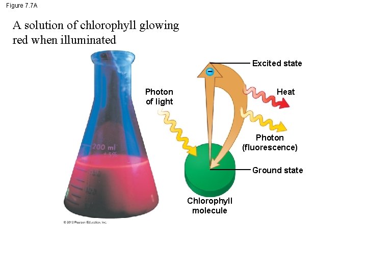 Figure 7. 7 A A solution of chlorophyll glowing red when illuminated Excited state