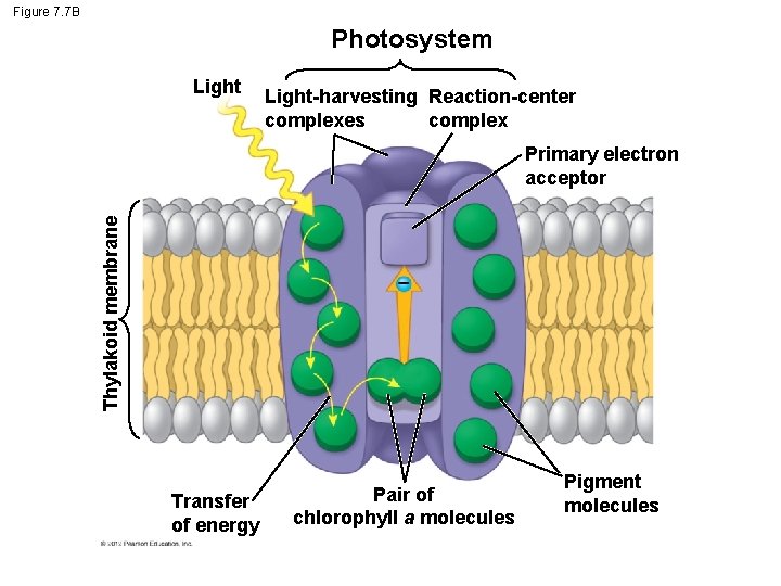 Figure 7. 7 B Photosystem Light-harvesting Reaction-center complexes complex Thylakoid membrane Primary electron acceptor