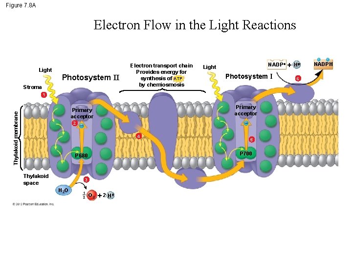 Figure 7. 8 A Electron Flow in the Light Reactions Light Photosystem II Stroma