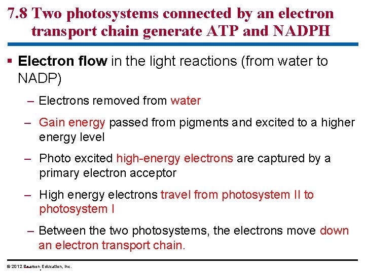 7. 8 Two photosystems connected by an electron transport chain generate ATP and NADPH