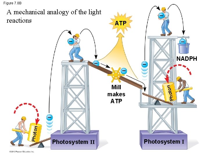Figure 7. 8 B A mechanical analogy of the light reactions ATP Photon Photosystem