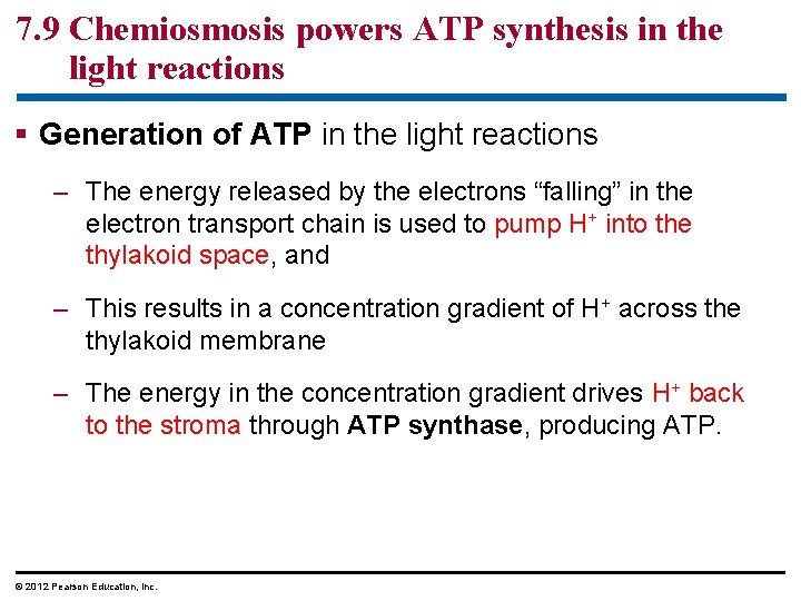 7. 9 Chemiosmosis powers ATP synthesis in the light reactions § Generation of ATP