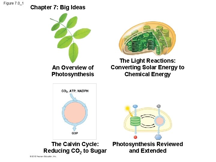 Figure 7. 0_1 Chapter 7: Big Ideas An Overview of Photosynthesis The Calvin Cycle:
