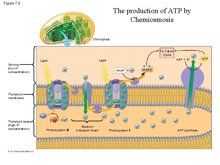 Figure 7. 9 The production of ATP by Chemiosmosis Chloroplast To Calvin Cycle Light