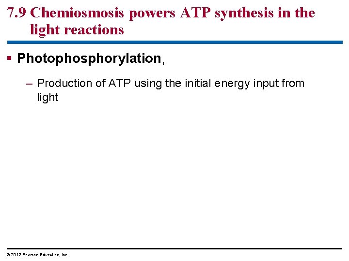 7. 9 Chemiosmosis powers ATP synthesis in the light reactions § Photophosphorylation, – Production