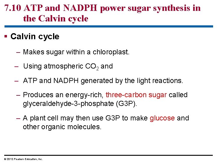 7. 10 ATP and NADPH power sugar synthesis in the Calvin cycle § Calvin