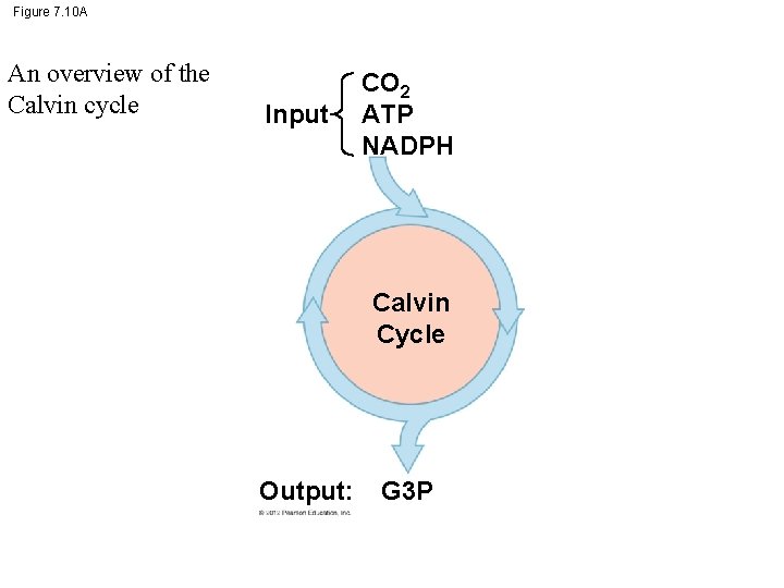 Figure 7. 10 A An overview of the Calvin cycle Input CO 2 ATP