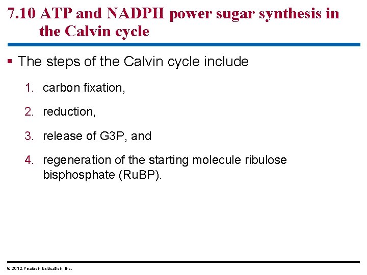 7. 10 ATP and NADPH power sugar synthesis in the Calvin cycle § The