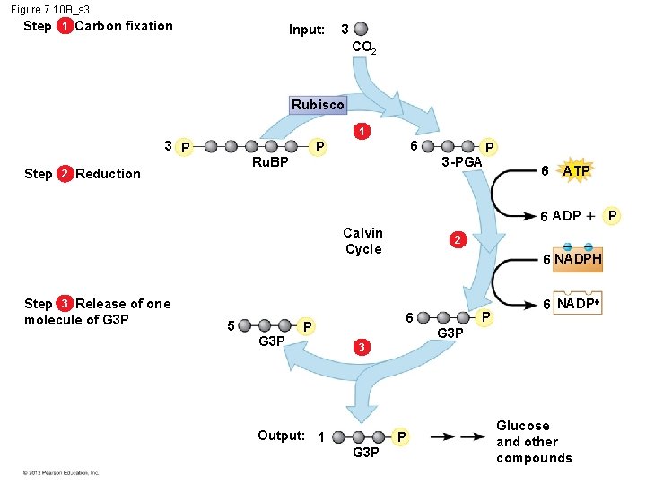 Figure 7. 10 B_s 3 Step 1 Carbon fixation Input: 3 CO 2 Rubisco