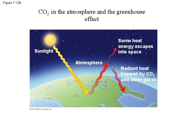 Figure 7. 13 B CO 2 in the atmosphere and the greenhouse effect Some