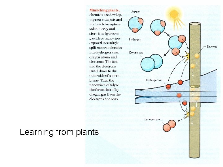 Learning from plants 