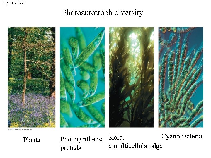 Figure 7. 1 A-D Photoautotroph diversity Plants Cyanobacteria Photosynthetic Kelp, a multicellular alga protists