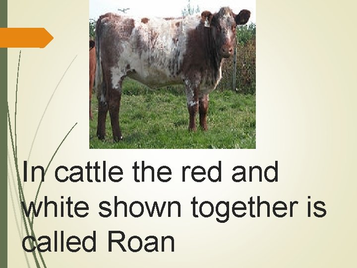 In cattle the red and white shown together is called Roan 