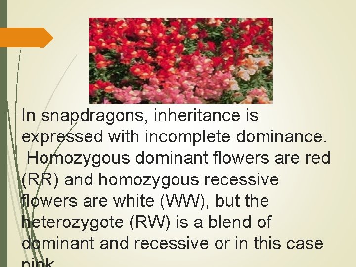 In snapdragons, inheritance is expressed with incomplete dominance. Homozygous dominant flowers are red (RR)