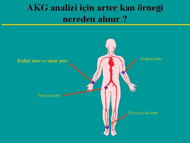 AKG analizi için arter kan örneği nereden alınır ? Radial arter ve ulnar arter