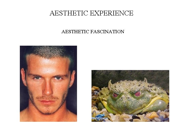 AESTHETIC EXPERIENCE AESTHETIC FASCINATION 