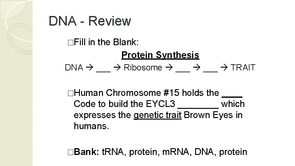DNA - Review �Fill in the Blank: Protein Synthesis DNA ___ Ribosome ___ TRAIT