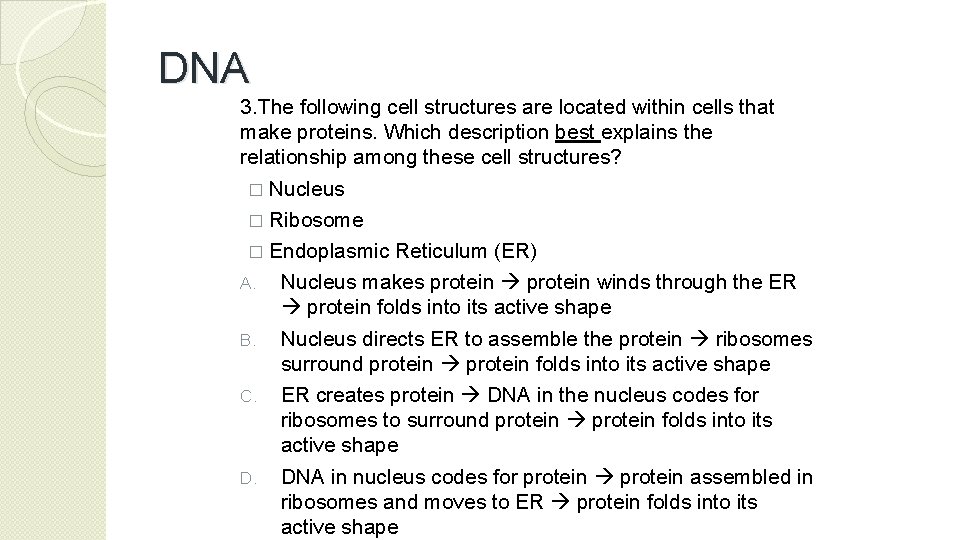 DNA 3. The following cell structures are located within cells that make proteins. Which