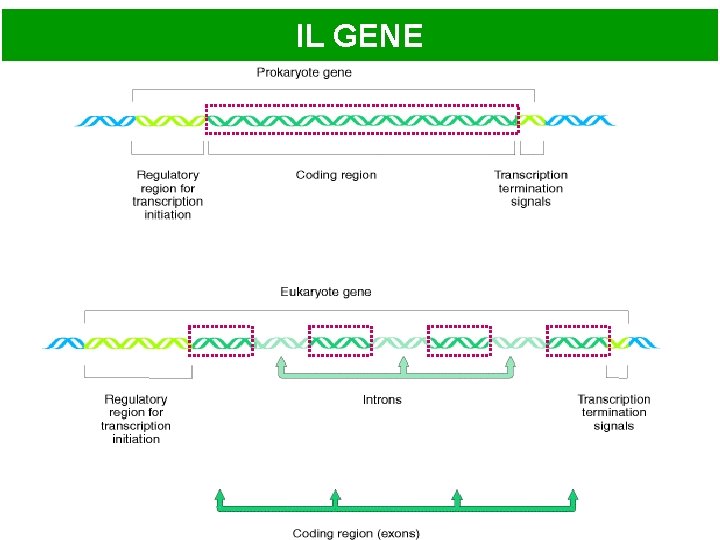 IL GENE 